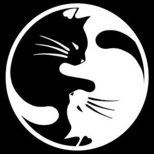 杨英猫时尚卡通车贴纸窗口装饰个性贴纸