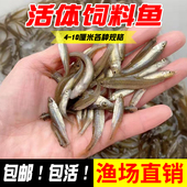 麦穗鱼鳑鲏鱼饲料鱼活体鱼苗淡水养殖小鱼龙鱼鳄龟饲料喂龟饵料鱼