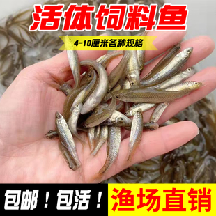 麦穗鱼鳑鲏鱼饲料鱼活体鱼苗淡水养殖小鱼龙鱼鳄龟饲料喂龟饵料鱼