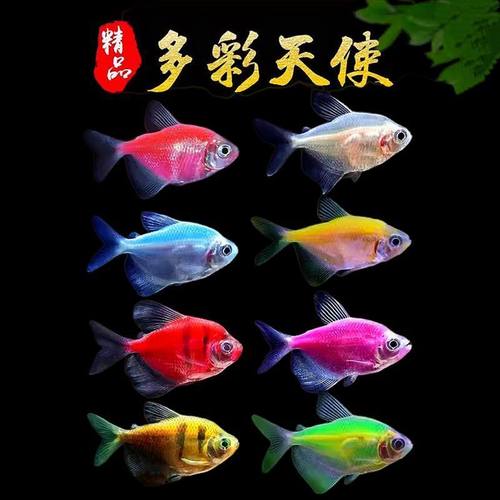 天使鱼糖果热带七彩观赏鱼褪色小型耐活养易活群游热带鱼好养新手