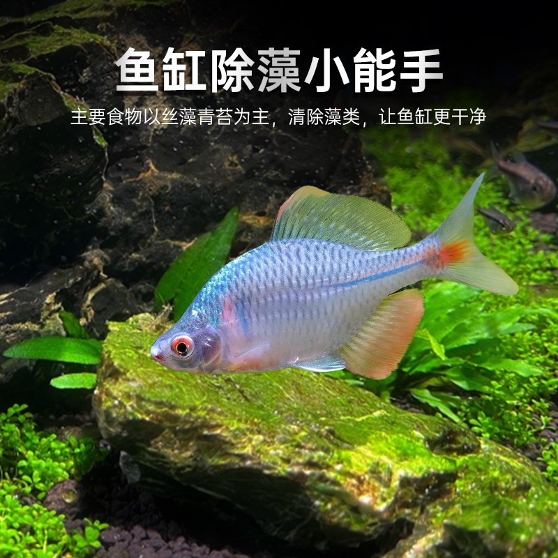 原生高体鳑鲏鱼不加热