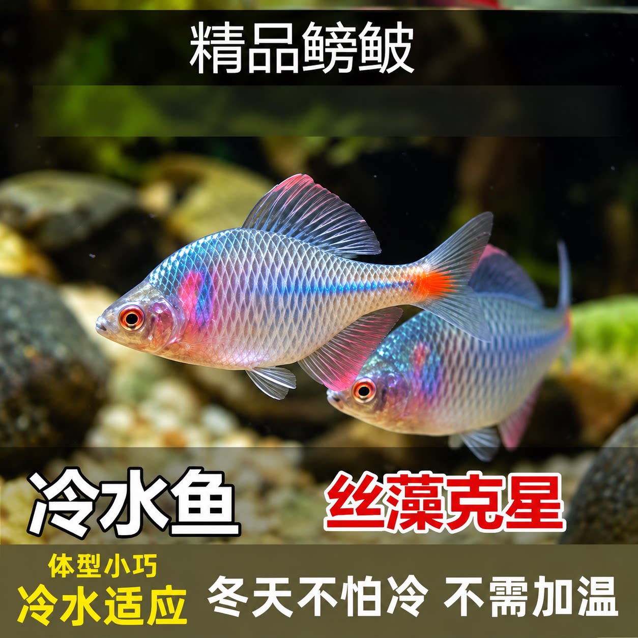鳑鲏鱼七彩旁皮冷水鱼活体好养淡水观赏鱼原生小型鱼苗除藻群游鱼
