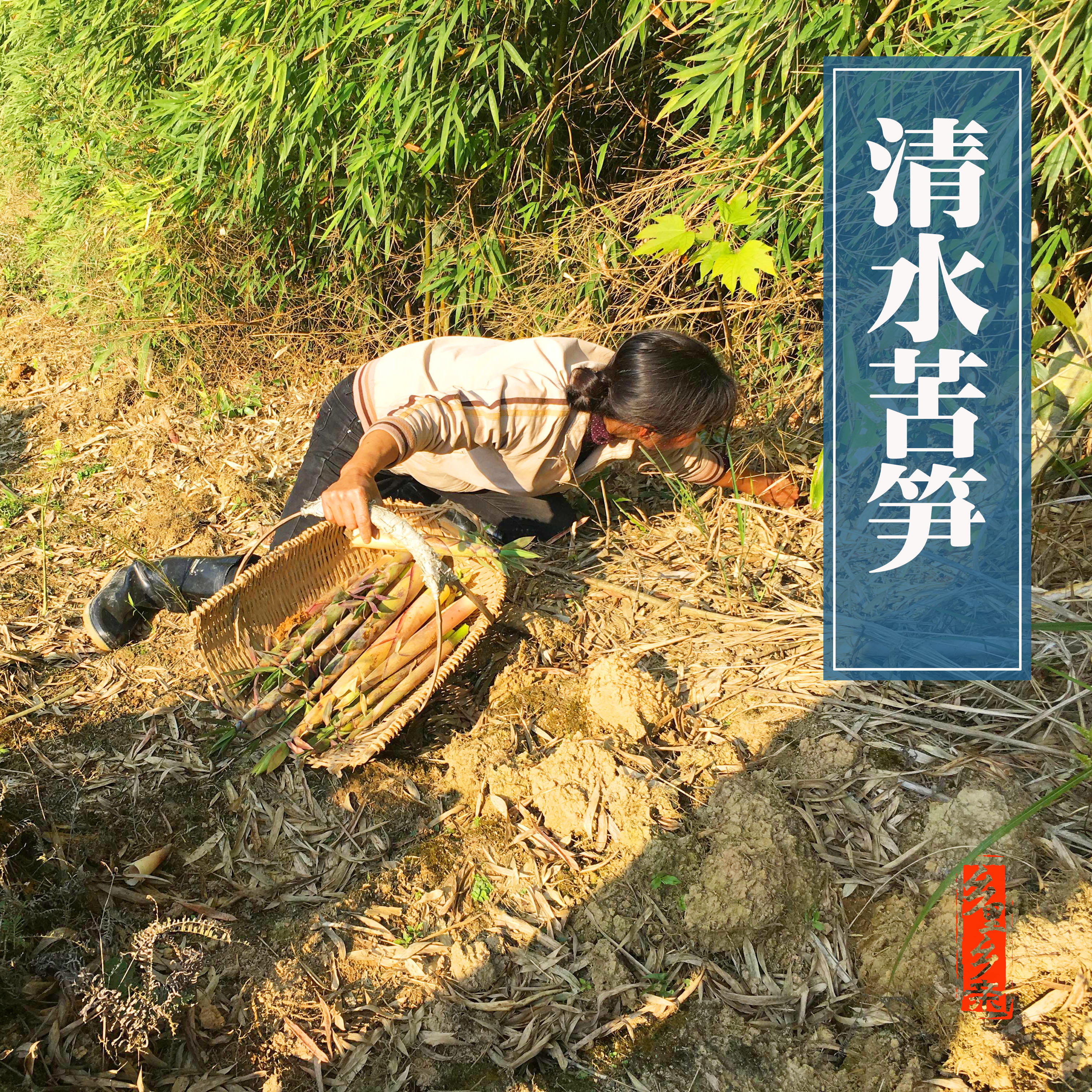 斤装清水农家自然福建三明苦笋