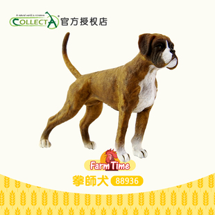英国CollectA我你他 正品 拳师犬仿真宠物狗动物模型玩具摆件88936