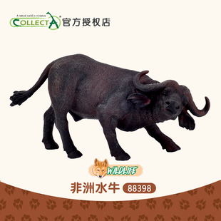 正品 仿真动物模型儿童玩具88398 英国CollectA我你他 非洲水牛