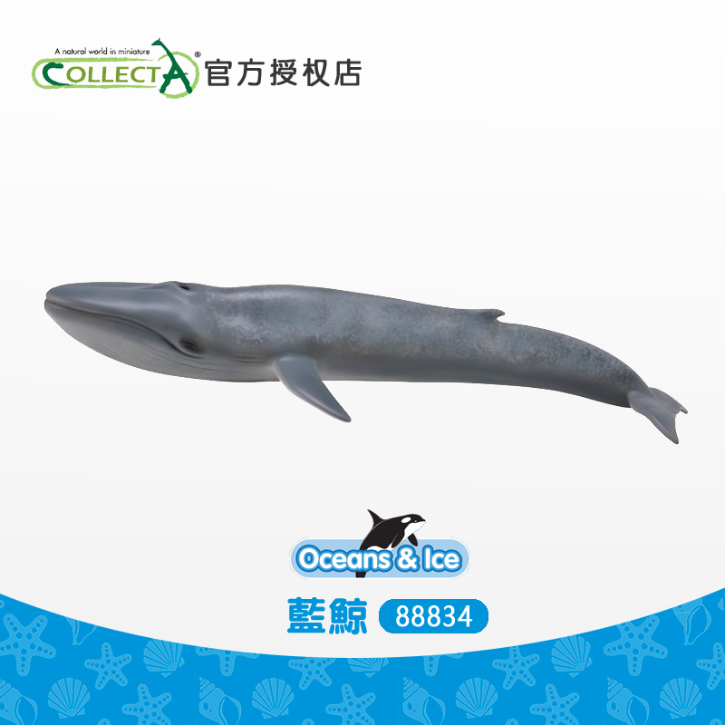 我你他蓝鲸动物模型儿童玩具