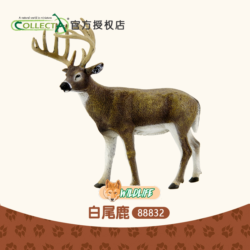 正品英国我你他Collecta白尾鹿 仿真动物模型玩具摆件认知88832
