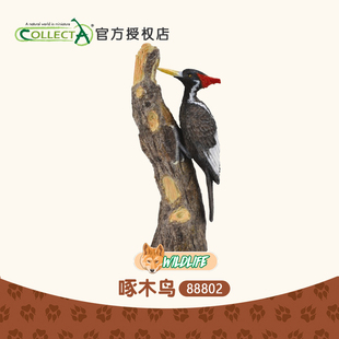 英国我你他Collecta象牙喙啄木鸟 正品 动物模型玩具摆件认知88802