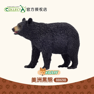英国我你他Collecta美洲黑熊 正品 仿真动物模型玩具摆件认知88698