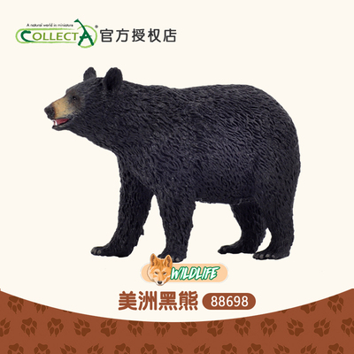 正品英国我你他Collecta美洲黑熊 仿真动物模型玩具摆件认知88698