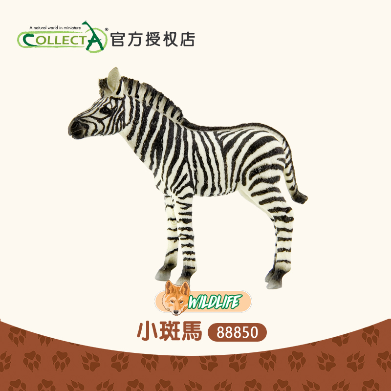 正品英国CollectA我你他 小斑马 仿真野生动物玩具儿童模型88850