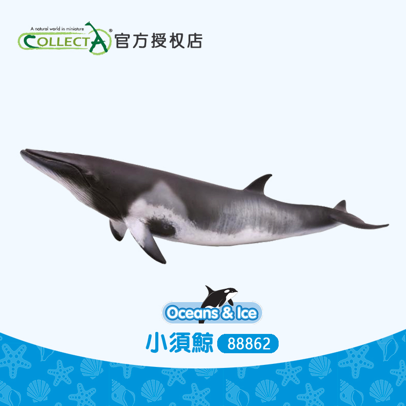 正品英国collecta我你他 小须鲸 鱼海洋动物模型玩具认知88862