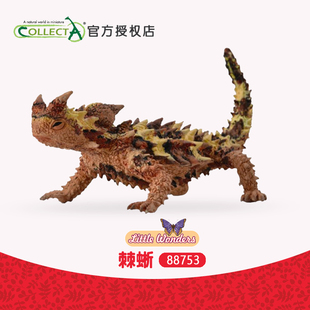 正品 科普认知 英国我你他CollectA棘蜥88753仿真动物模型儿童玩具