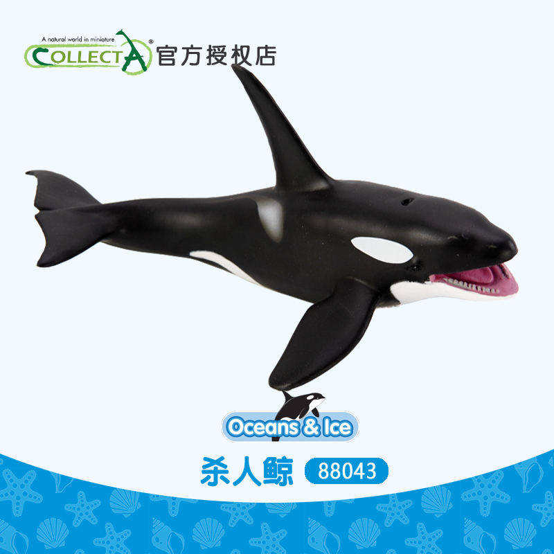 正品英国collecta我你他 杀人鲸 虎鲸海洋动物模型玩具认知88043