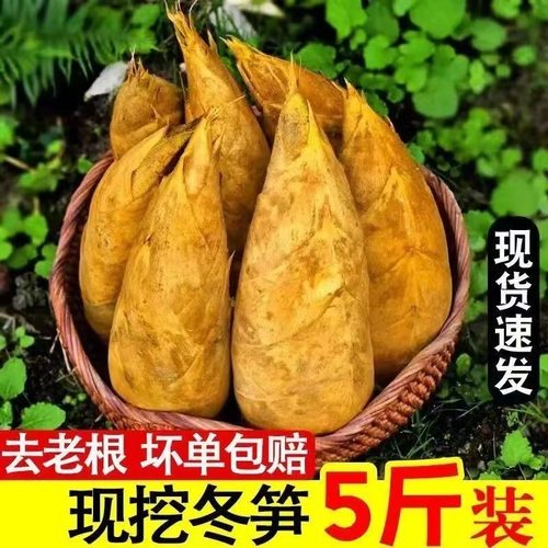 今年新鲜冬笋现挖现发5斤冬笋