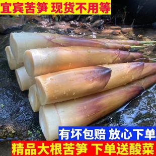 新鲜甜苦笋鲜春笋甜竹笋现货2 新鲜苦笋四川宜宾苦笋当季 5斤 包邮