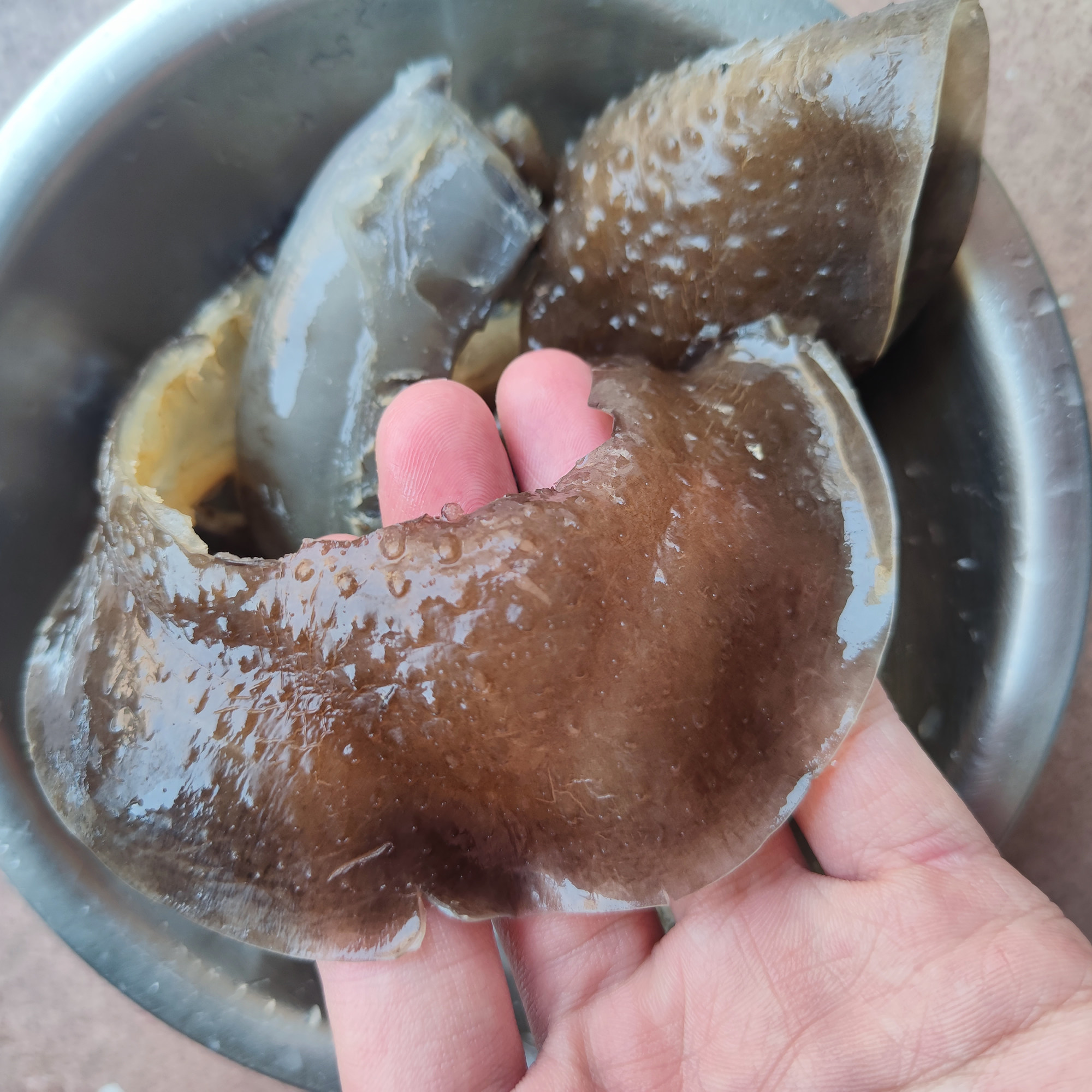 甲鱼裙边底肉水鱼裙边水鱼裙边红烧炖酒店裙边鳖裙边食品1份包邮,水产肉类/新鲜蔬果/熟食,花胶/鱼胶,淘宝优惠券,粉丝福利购,淘宝优惠卷