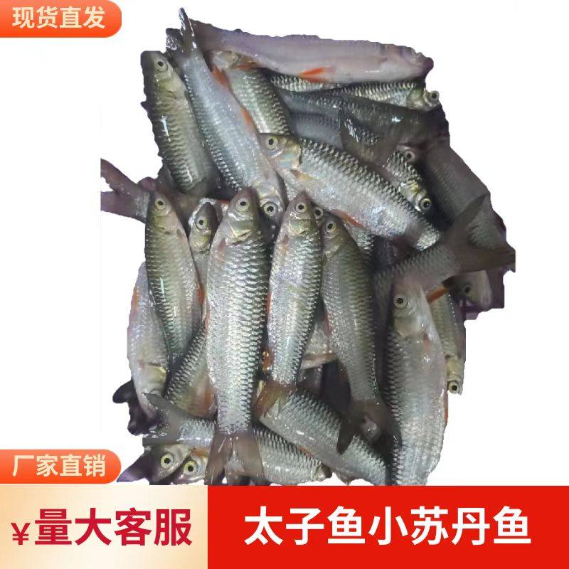 生鲜山溪太子鱼开肚内脏
