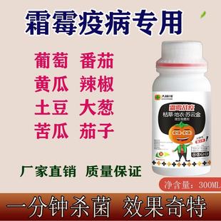 霜霉战疫霜霉疫病专用微生物杀菌剂番茄葡萄柑橘草莓通用型菌剂