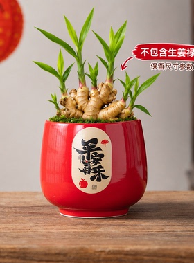 禄根大口径专用土培花盆桌面种植盆手绘莲花寓意好粗陶种姜器皿款