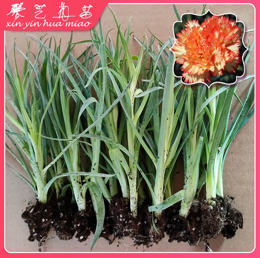 云南基地直发康乃馨种苗高杆扦插室内盆栽石竹苗四季开花母亲节花