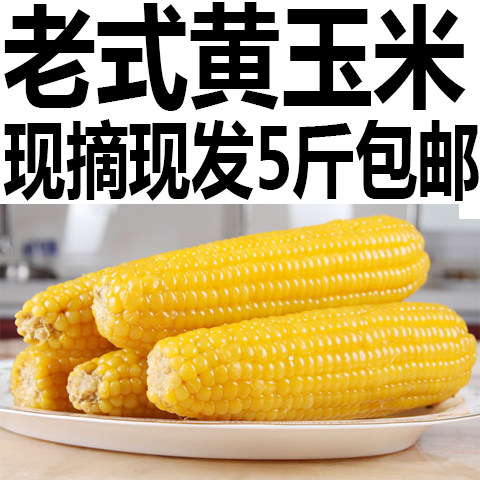 现货25年农家非糯新鲜老式笨玉米棒老品种黄玉米5斤笨苞米现摘现