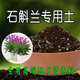 石斛兰专用土兰花腐熟发酵君子兰土蝴蝶兰透气营养土有机土腐殖土