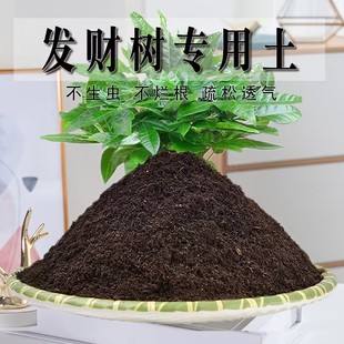 发财树专用土发财树专用营养土盆栽养花种植土壤肥料通用种花土培