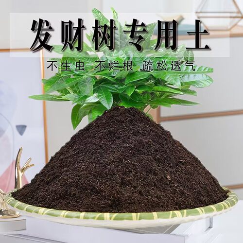 发财树专用土发财树专用营养土盆栽养花种植土壤肥料通用种花土培