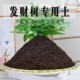 发财树专用土发财树专用营养土盆栽养花种植土壤肥料通用种花土培