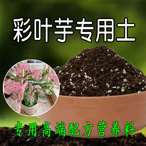 彩叶芋专用土营养土竹芋海芋龟背竹天南星科室内绿植有机腐殖土