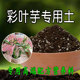 彩叶芋专用土营养土竹芋海芋龟背竹天南星科室内绿植有机腐殖土