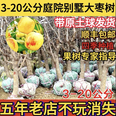 特大枣树苗北南方种植庭院大枣嫁接冬枣树苗果苗盆栽地栽当年结果