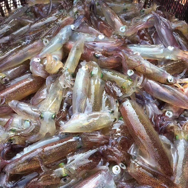 小管笔管鱼小鱿鱼东山海鲜活冻小管水煮鱿鱼海鲜发2-3斤海兔子