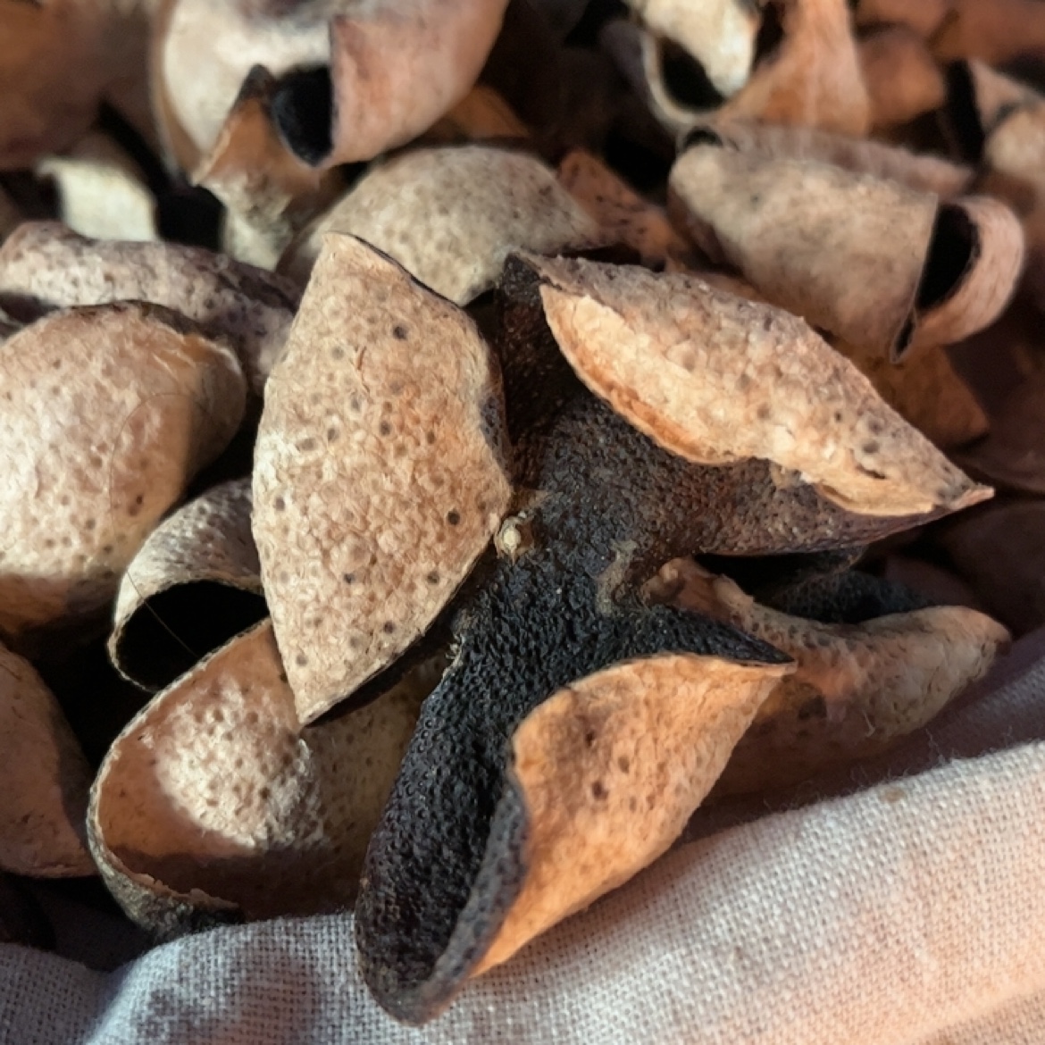 正宗2013年老青梅江陈皮原料果自家园直采果干原枝干皮天然生晒