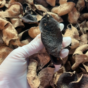 薄荷香凉喉2014新会陈皮大红皮核心产区泡茶品质保证可供样本学习