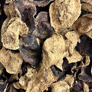 正宗2014梅江原枝冬至12月采摘大红虫蛀皮