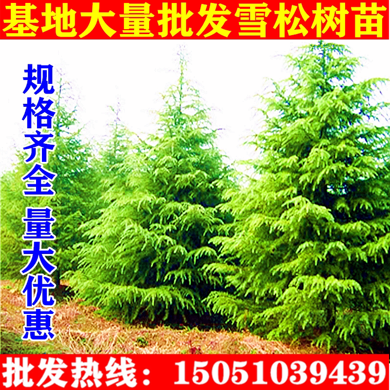 直销松树圣诞树四季常青绿化苗木
