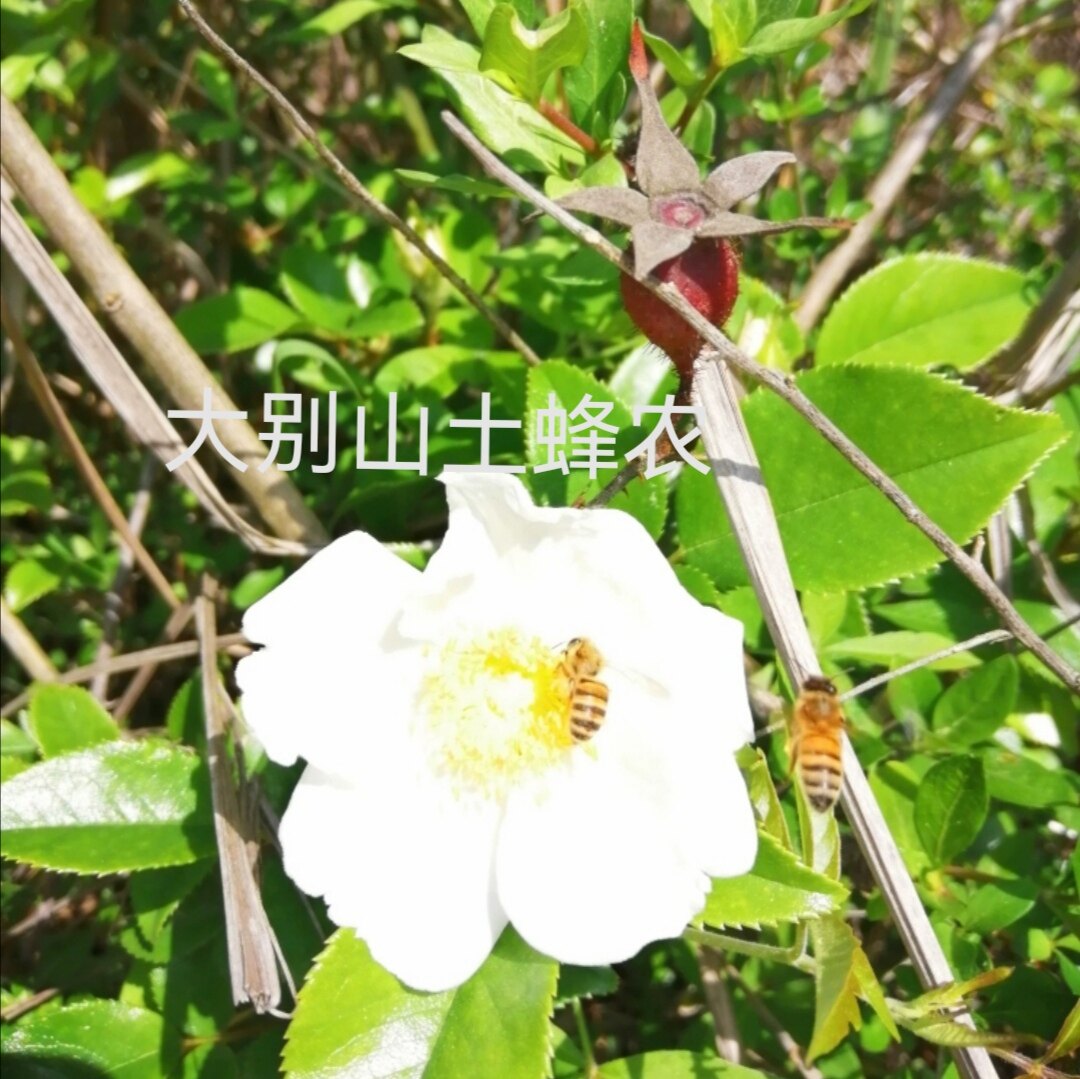 金樱子蜂花粉山区野生金樱子刺果花粉天然无添加