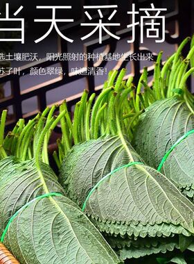 苏子叶新鲜蔬菜紫苏叶东北特产当季叶菜韩国烤肉包肉饭蘸酱菜绿色