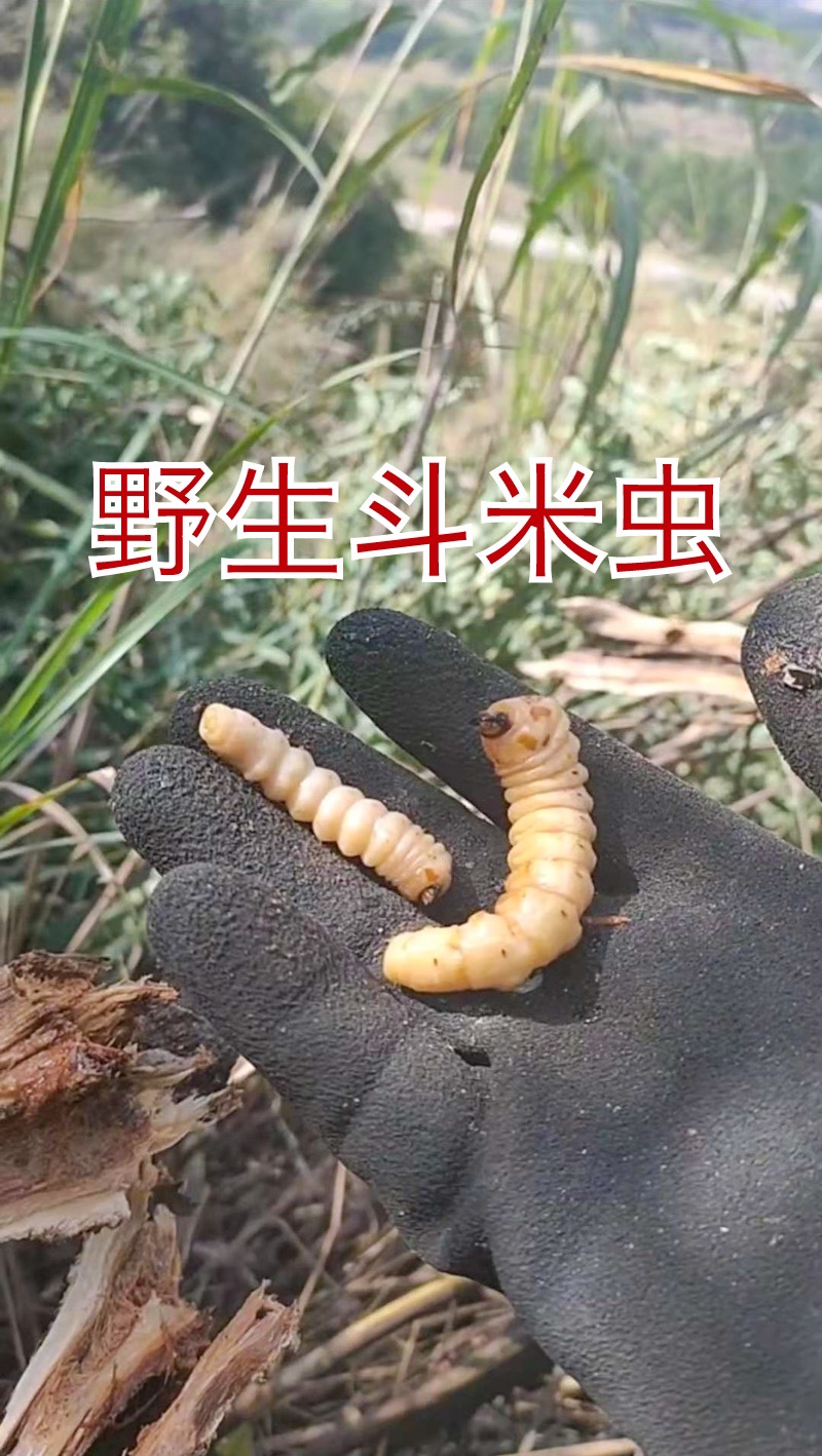 斗米虫 3克以上十条包邮 野生云实树蛀虫 天牛幼虫 鸟不踏刺 黄刺