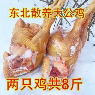 两只公鸡共八斤东北林场散养小笨鸡黑龙江新鲜公鸡土柴草走地鸡溜