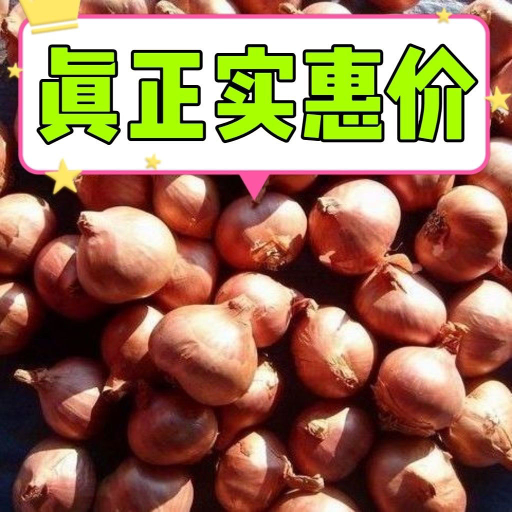 东北毛葱新鲜小毛葱洋葱黑龙江葱红葱头2025年正宗新毛葱种子批发