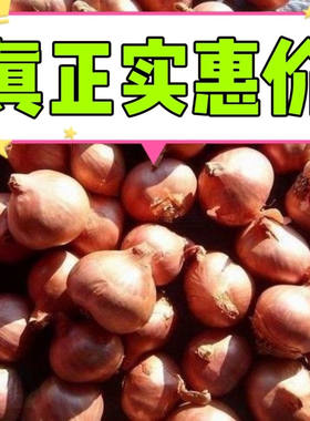 东北毛葱新鲜小毛葱洋葱黑龙江葱红葱头2025年正宗新毛葱种子批发