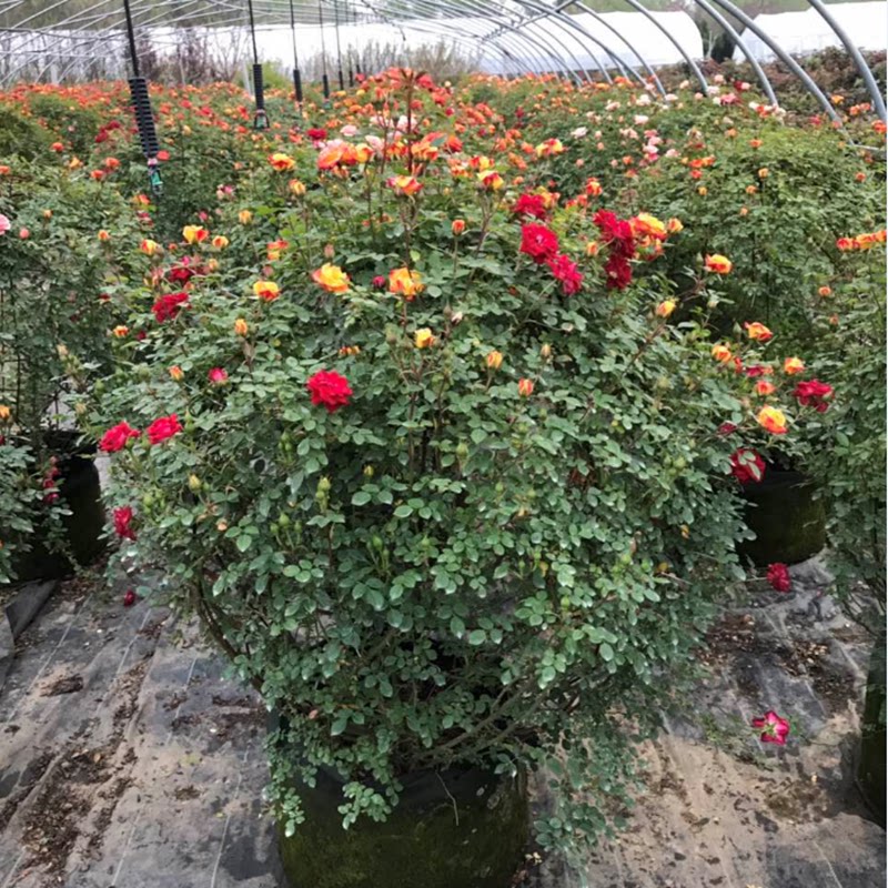 玉芝娴月季促销打木架发货