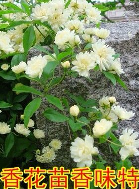 攀援七里香蔷薇香味浓郁木香花苗
