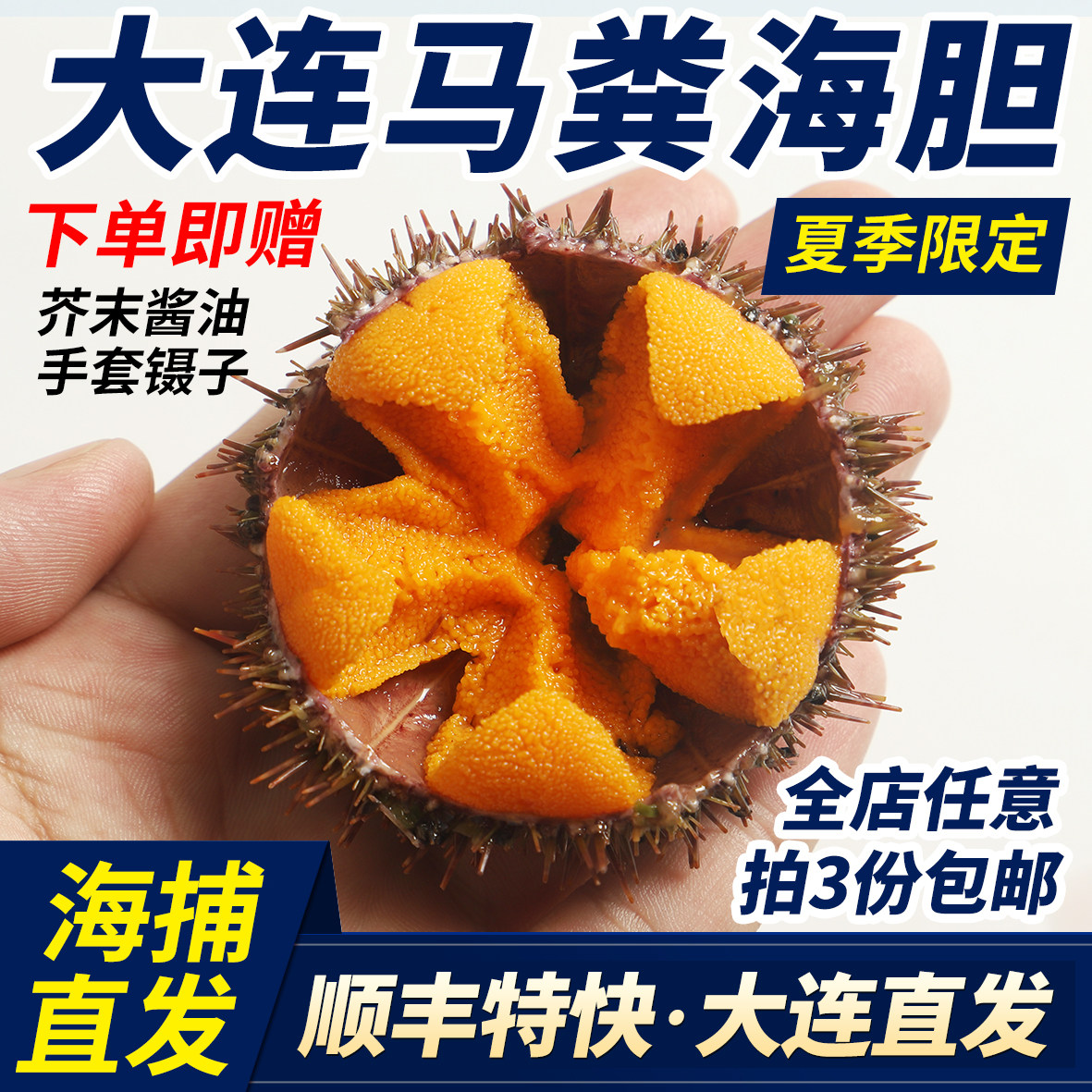 大连马粪海胆大号1斤5-6只