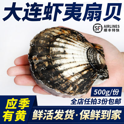 大连特产鲜活夏威夷贝虾夷扇贝