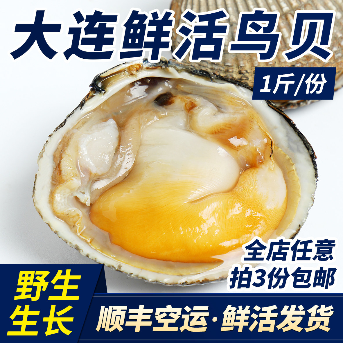 大连特产鲜活大鸟贝带壳活鲜发货刺身野生黄