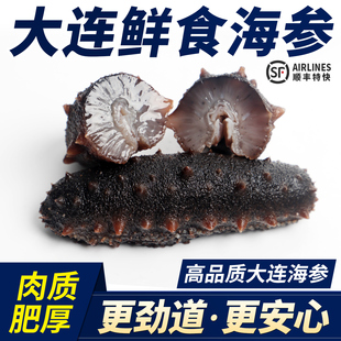 大连鲜食海参即食无污染深海辽刺参瓦房店特大Q弹冷蒸锁鲜5-15头